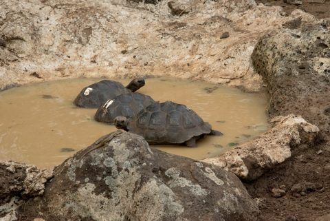 San Cristobel tortoise - baby