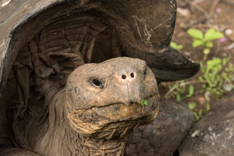 San Cristobel tortoise