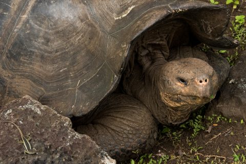 San Cristobel tortoise