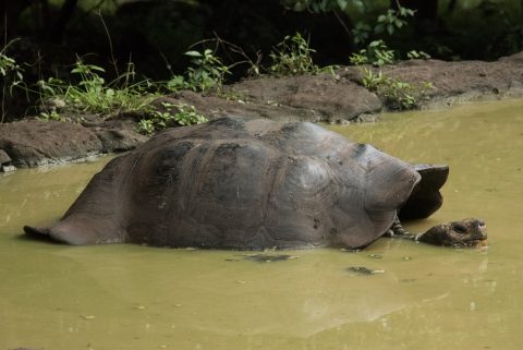 San Cristobel tortoise