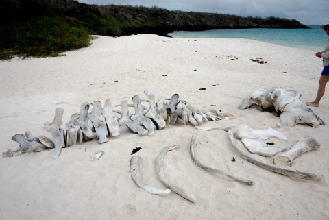 Whale bones, Gardner Bay, Espanola