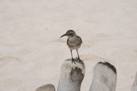 Galapagos mockingbird, Espanola