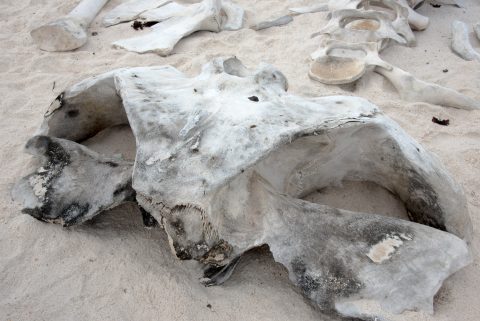 Whale skull, Espanola