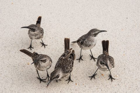 Galapagos mockingbirds, Espanola