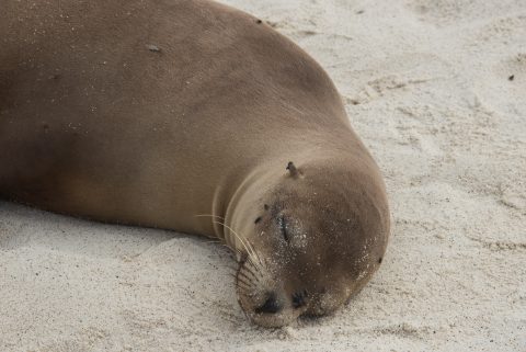 Sea lion, Espanola