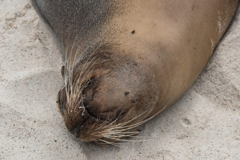 Sea lion, Espanola