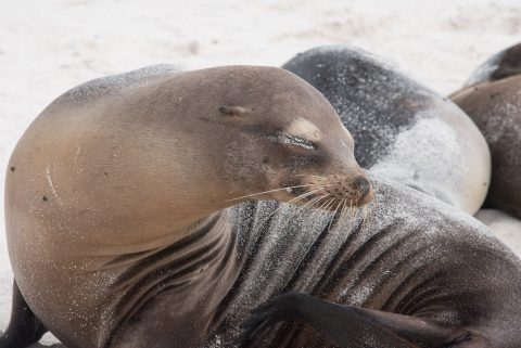 Sea lion, Espanola