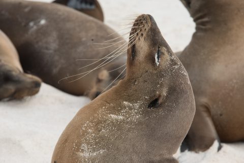 Sea lion, Espanola