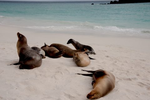 Sea lions, Espanola