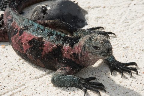 Marine Iguana, Espanola