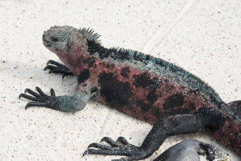 Marine Iguana, Espanola