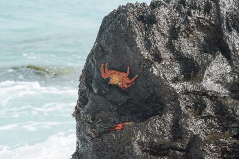 Sally Light Crabs, Espanola