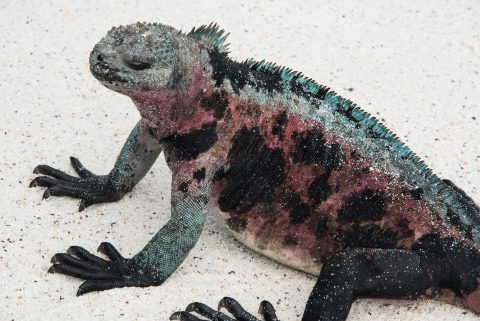 Marine Iguana, Espanola