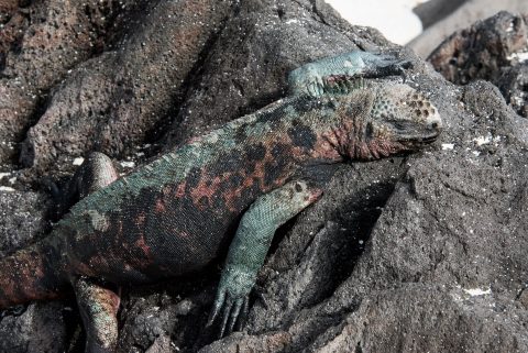Marine Iguana, Espanola