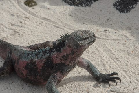 Marine Iguana, Espanola