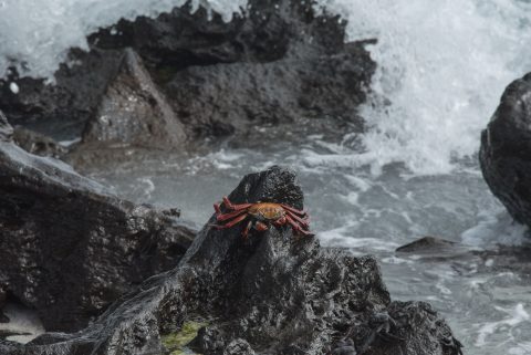Sally Light Crabs, Espanola