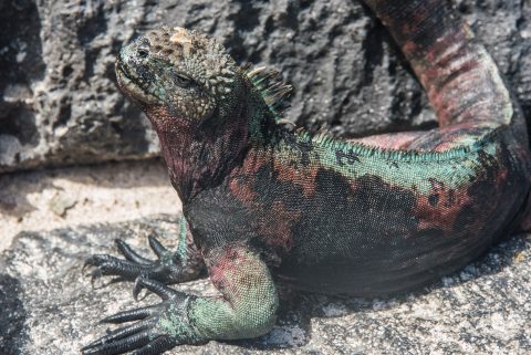 Marine Iguana, Espanola