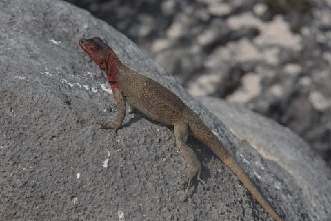Lava lizard, Espanola