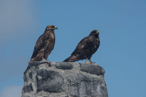 Galapagos hawks, Espanola