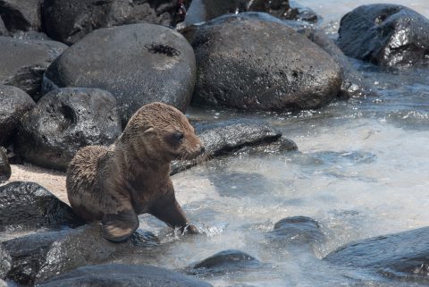 Baby sea lion, Espanola