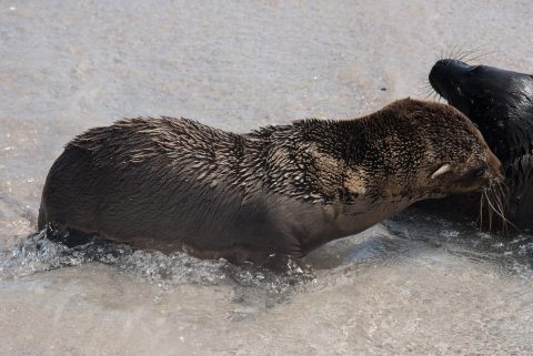Baby sea lion, Espanola