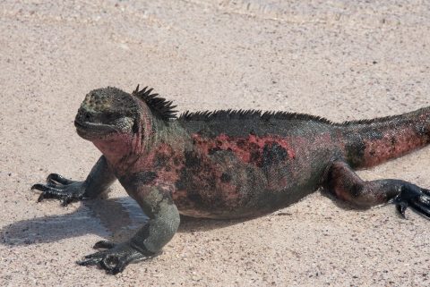 Marine Iguana, Espanola