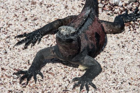 Marine Iguana, Espanola