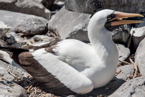 Nazca booby, Espanola