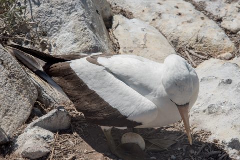 Nazca booby, Espanola