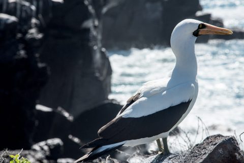 Nazca booby, Espanola