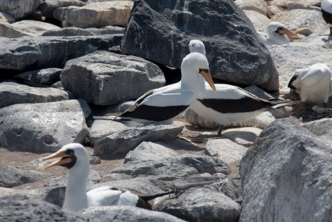 Nazca boobies, Espanola