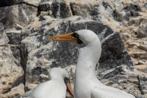 Nazca boobies, Espanola