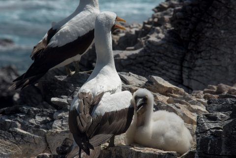 Nazca boobies, Espanola