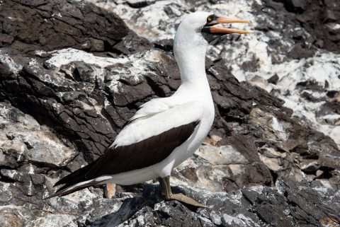 Nazca booby, Espanola