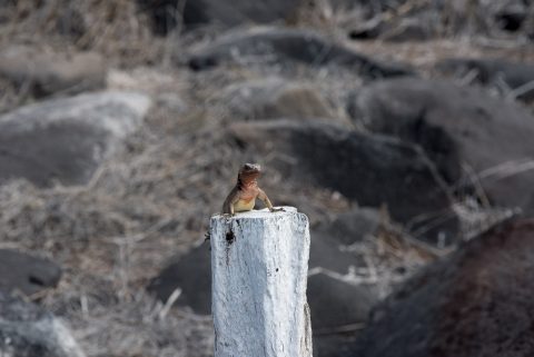 Lava lizard, Espanola