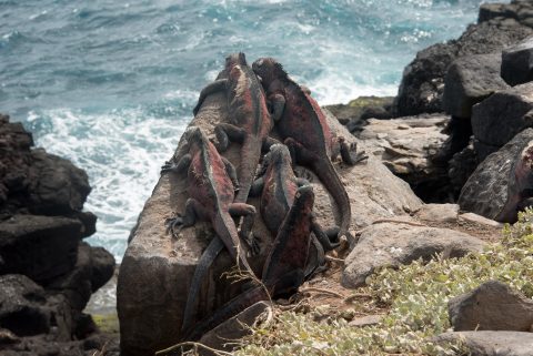 Marine Iguana, Espanola
