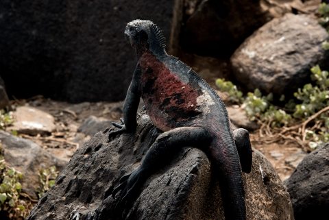 Marine Iguana, Espanola