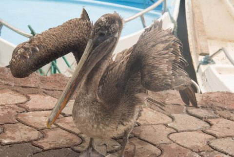 Pelican, Fish mrket visitor, Puerto Ayora