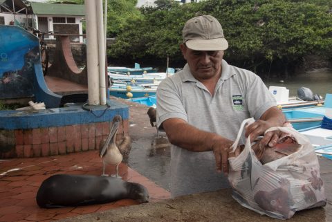 Fish market, Puerto Ayora, Santa Cruz