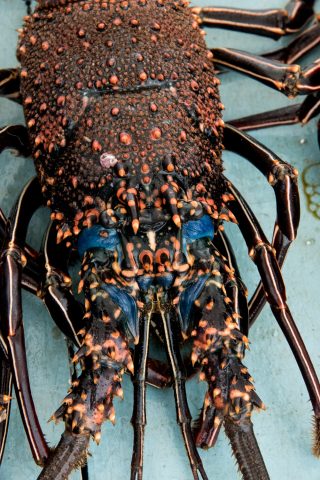 Lobstoer for sale at fish market, Puerto Ayora