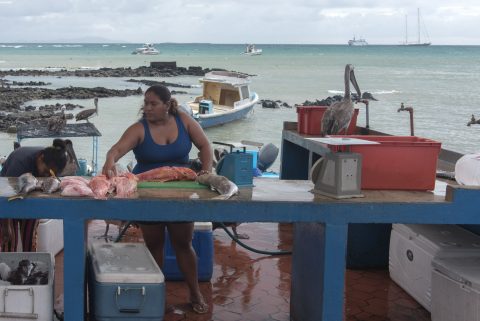 Fish market, Puerto Ayora, Santa Cruz