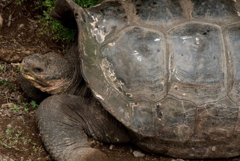 Tortoise, Charles Darwin Research centre, Puerto Ayora