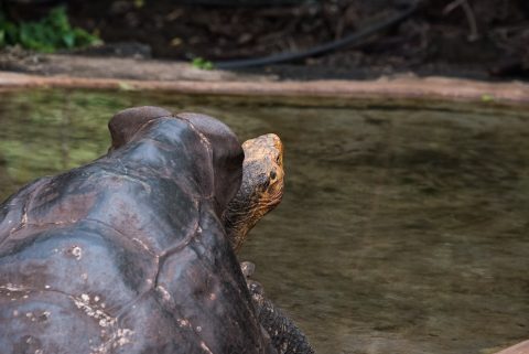 Tortoise, Charles Darwin Research centre, Puerto Ayora