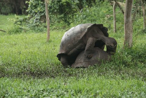 Mating tortoises, ranch near Puerto Ayora