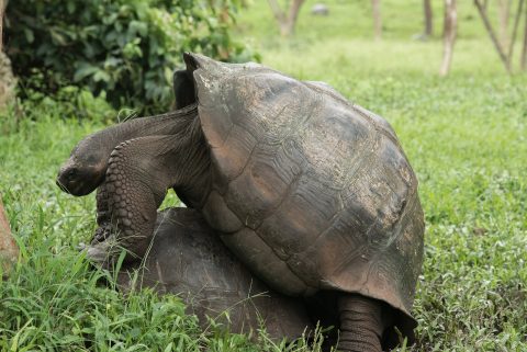 Mating tortoises, ranch near Puerto Ayora