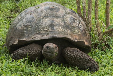Tortoise, ranch near Puerto Ayora