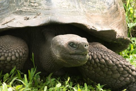 Tortoise, ranch near Puerto Ayora