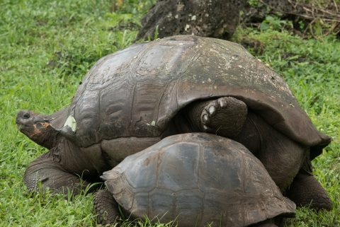 Mating tortoises, ranch near Puerto Ayora