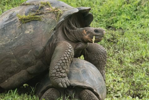 Mating tortoises, ranch near Puerto Ayora