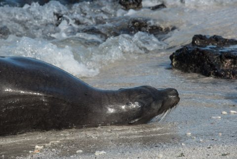 Sea Lion, Sombrero Chino island